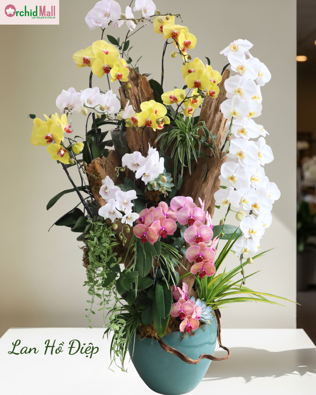 Lan Hồ Điệp cũng là món quà ấn tượng để tặng đối tác