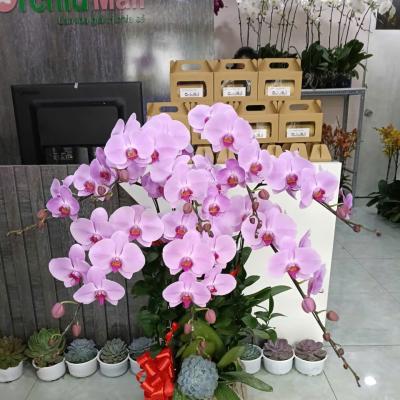 Lan Hồ Điệp Cắm Chậu – Biểu Tượng Tinh Tế & Sang Trọng Cho Không Gian Sống